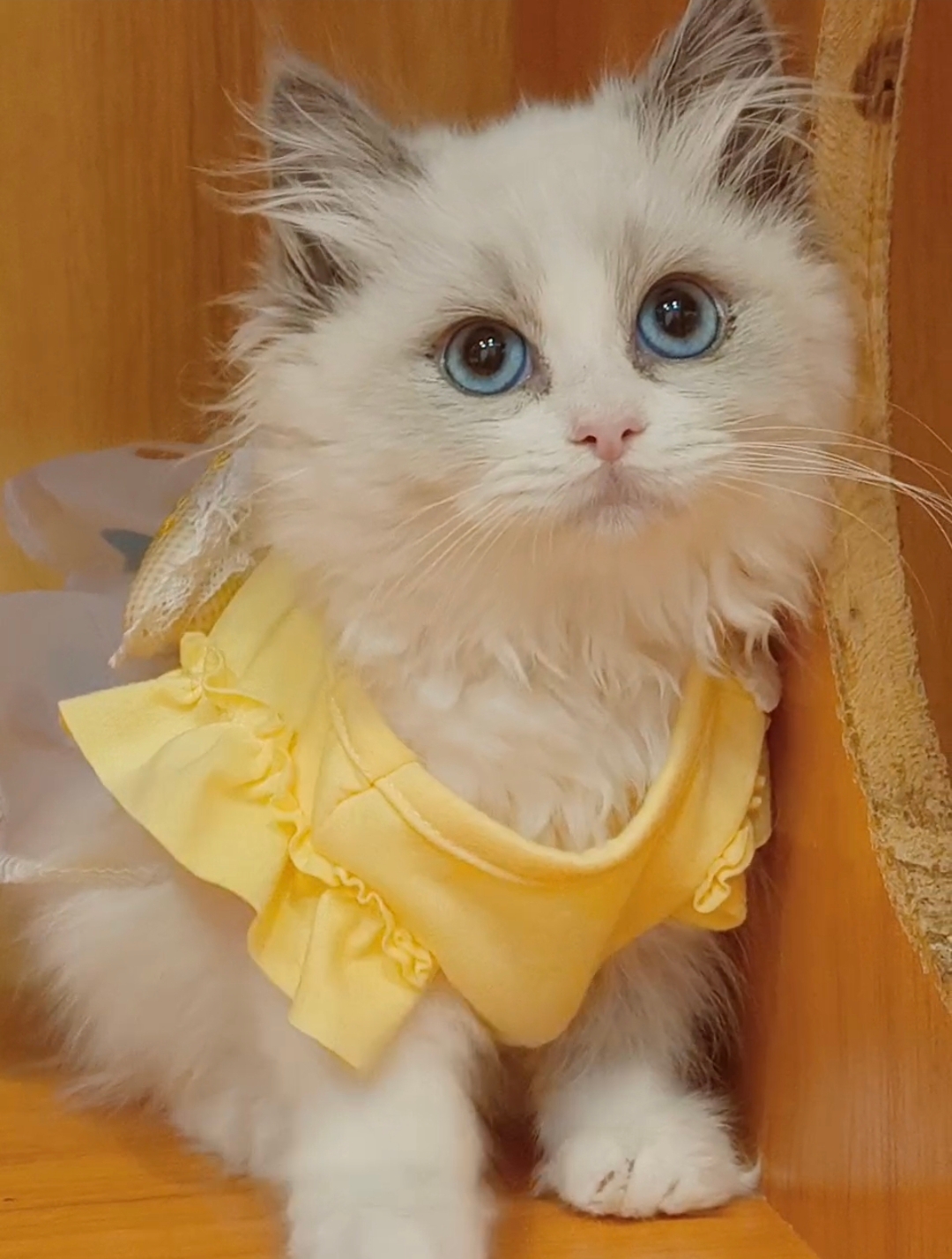 精品蓝双布偶妹妹,满耳满背,送套用品